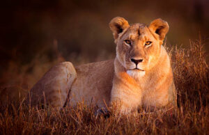 lion ladies