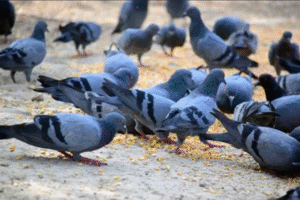 pegion feeding